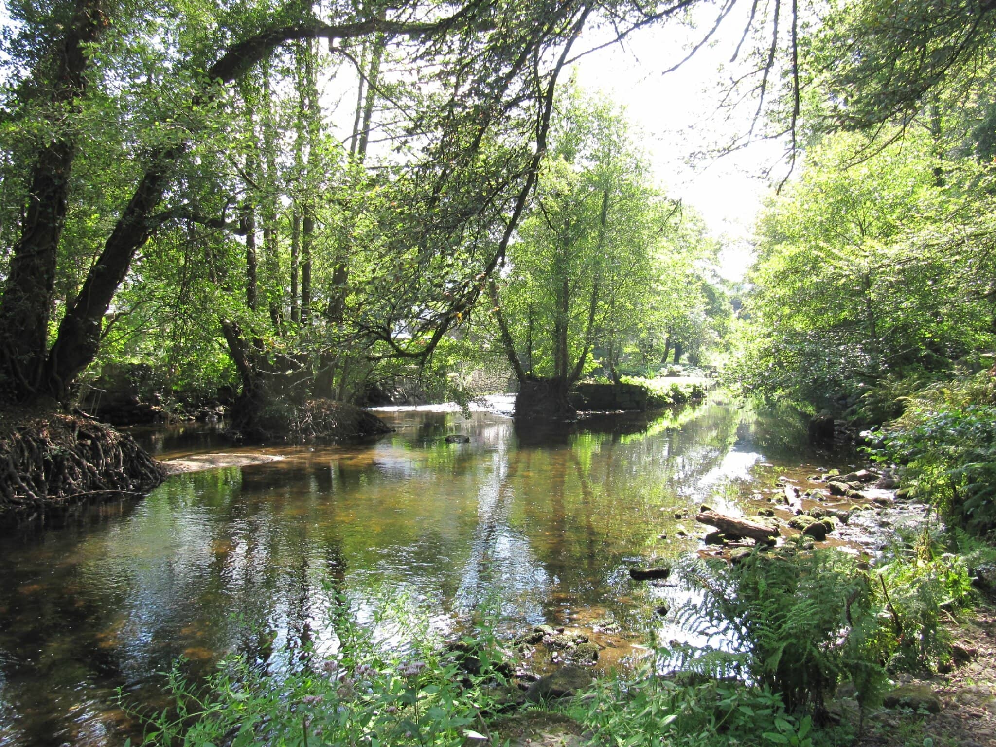 photo au Bois d'Amour à Pont Aven