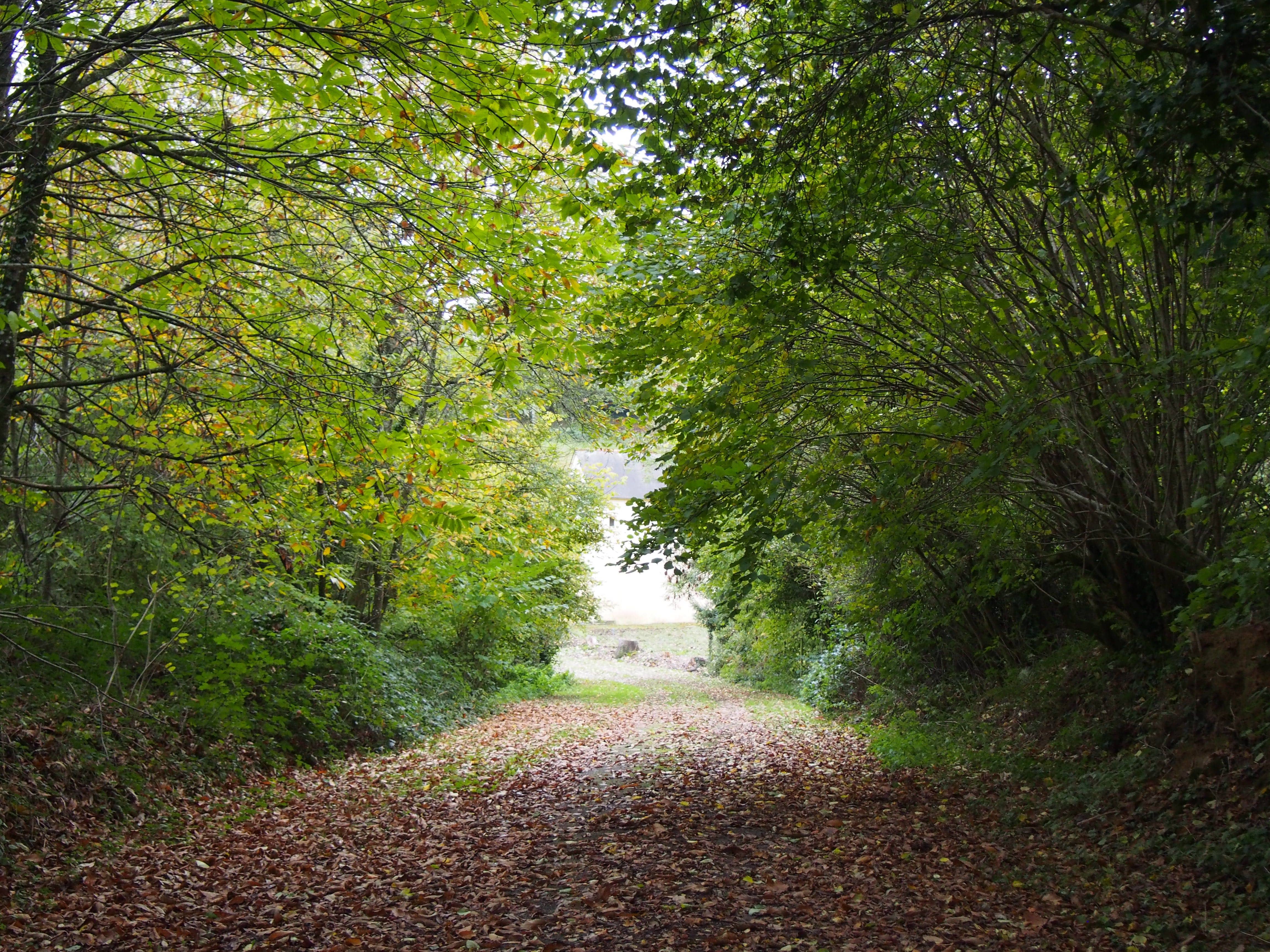 photo du bois de Krepèze